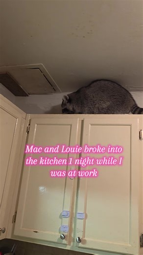 They worked together that night. Louie was able to get the gate open and Mac got the fridge open. Together they raided the cabinets. I came home to a mess... #macdidit #macgyver #petraccoons #raccoonsoftiktok🦝 #LouieLuicifer
