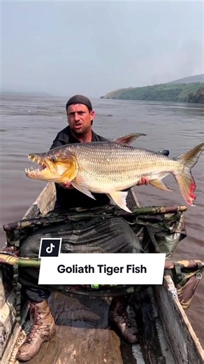 The Goliath Tiger Fish: Africa's Most Dangerous Predator