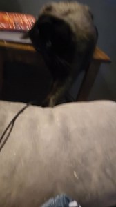 🐈‍⬛ mew can always count on me to keep your clicky phone photo thingy charged Meowmy.... Oops where did it go? Oh well no more Mamarazzi now 😹 Being mischievous can be so much fun don't mew think? Smoooooooooch 🩷 | Gentle Ben