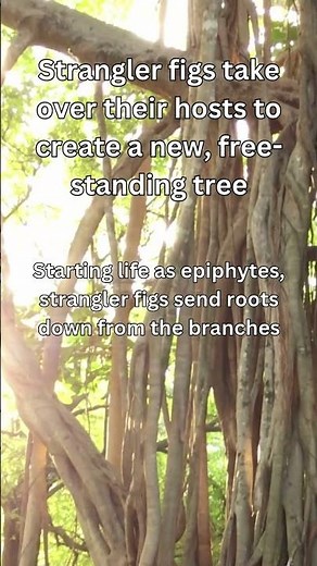 Strangler Figs: From Parasite to Majestic Tree!