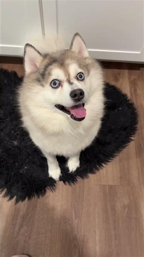 How to kitchen train a Pomsky dog.