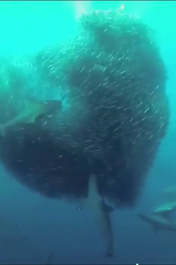 Shark’s lunch time. #shark#sharks#sharke#shark?#sea#ocean#fish#marinelife#foryoupage#fyp#foryou