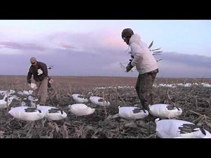Snow Goose Windsock Decoys | Snow Goose Hunting with White Rock Decoys