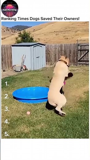 Ranking Times Dogs Saved Their Owners! 🐶❤️ Unbelievable Moments 🔥 Best #dogsaveslife #rankingshorts