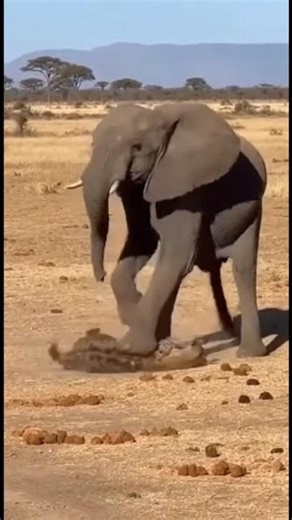 One Elephant Stomp Changes Everything #savannah #animals #elephant #bobcat #wildlife #viral #shorts