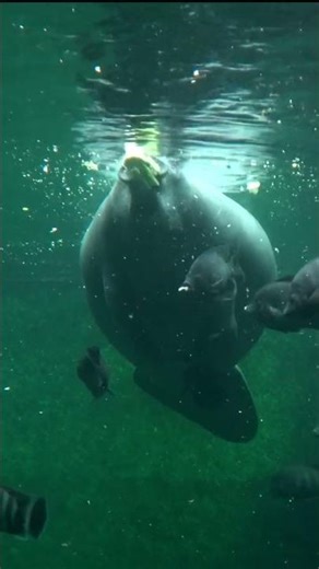 Manatees are surprising sea giants. Discover their unique world.
