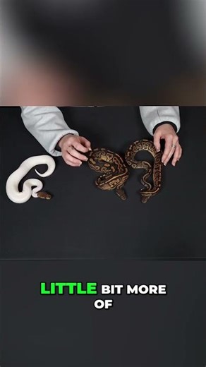 Ball Python Siblings See Their Amazing Color Differences!