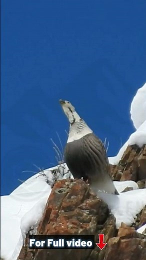 Himalayan Snowcock a rare bird.