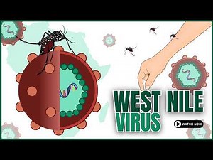 West Nile Virus Explained | Transmission, Symptoms, Rash, Diagnosis & Treatment | Animated Virology