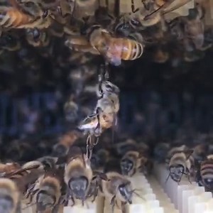 ⁣ Watch until the end! ⁣ ⁣ This is my all-time favorite bee behavior! It’s called ‘festooning’ and it’s actually how bees work together to build the amazing honeycomb structure of a beehive. They link their legs together to form a little living chain of bees called a ‘festoon’. And while we know this behavior is associated with building comb—the exact reason why bees do this remains a mystery. ⁣ ⁣ Some people think festooning is a way that bees measure the distance of space they have available t