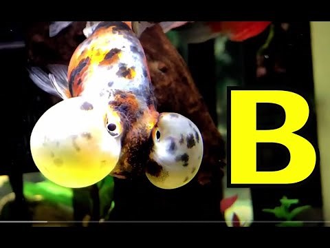 ALPHABET ANIMALS - PHONICS - ALPHABET SONG (Part 20)