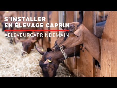 S'installer en élevage caprin