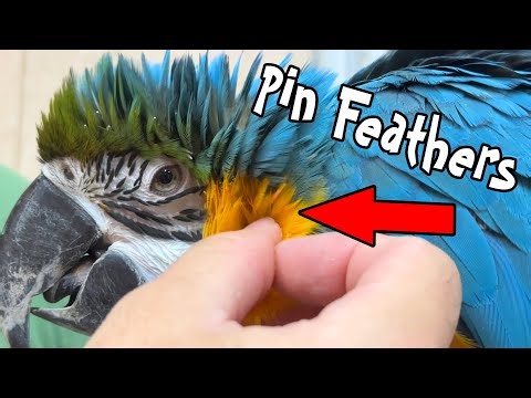 Helping Blue and Gold Macaw Open Pin Feathers