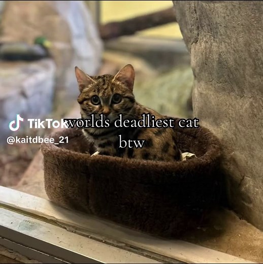 The World's Deadliest Cat: The Black-footed Cat