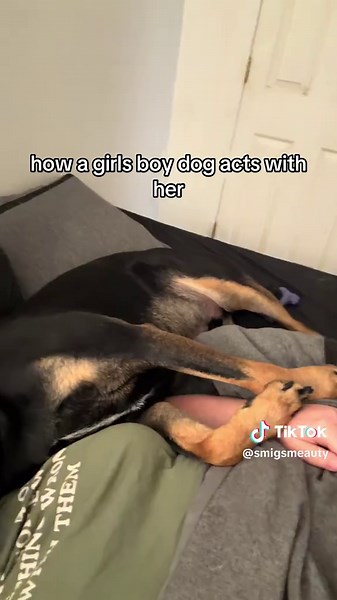 Understanding Dog Behavior Around Their Owners