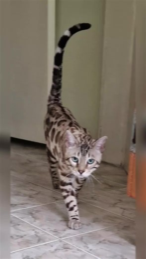 Arthur 🤍 snow bengal cat 🤍 #bengal #bengalcat #bengalkitten #bengalbulgaria #snowbengal #bengalkittens #naughtybengals #naughtybynaturebengalcattery #бенгалскакотка #развъдникнабенгалскикотки #бенгалскикотенца #кошка