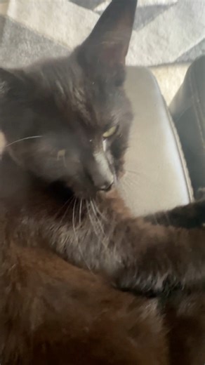 Cute black cat 🐈‍⬛ funny cat videos 😇😴💤 | Cutie Luna