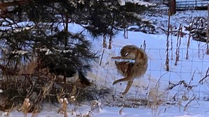 Coyote saved from wire fence in -20 wind chill