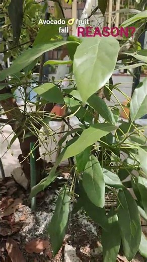 Avocado fruit tree fruit fall 🥑how do you fix? #avocado #hassavocado