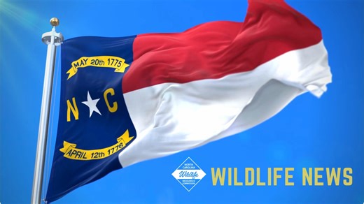 The U.S. Department of Agriculture’s Forest Service and the NC Wildlife Resources Commission have entered into a $290 million Good Neighbor Agreement to support Hurricane Helene recovery efforts in Western North Carolina. The agreement — the largest of its kind for the Forest Service — will speed up recovery efforts, create new jobs, reduce overall costs and strengthen communities impacted by the hurricane. Learn more: https://bit.ly/3Mt1e8j | NC Wildlife Resources Commission