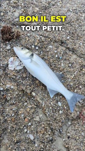 Fishing for a sea bass using the Buldo + Shrimp technique #seabass #fishing #brittany #seafishing...