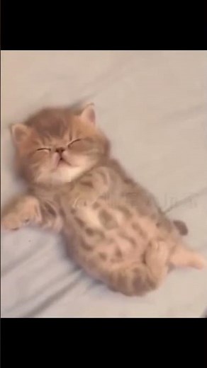 Hilarious Sleeping Cats 😴 | Funny and Adorable Cat Naps Compilation