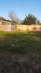 The beautiful Ana has arrived....just exploring on day one of landing..What a gorgeous girlie x | Lozzas Lurcher Rescue