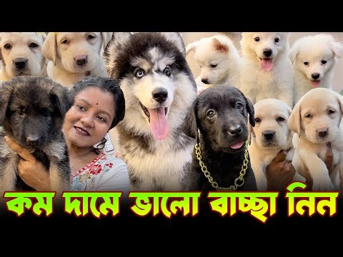 German Spitz, Labrador & German Shepherd Puppies Sale Low Price. Dog Market Kolkata.