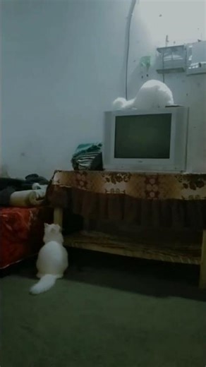 Cat ki masoomyat #cutecat shor#shorts #shortvideo