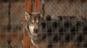 They can sense your fear - what Americans forget about wolves