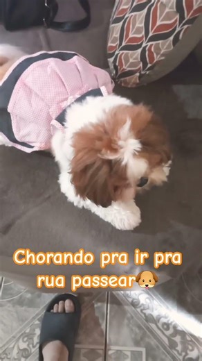 Megg chorando pra ir passear #petsfofinhos #pets #cachorrosdivertidos