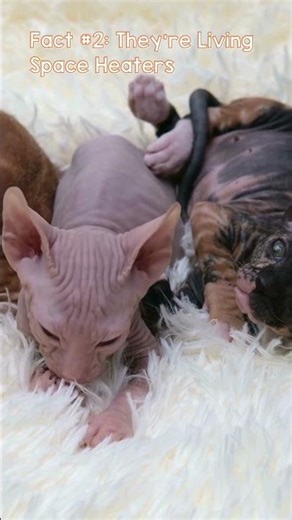 Sphynx Cats are Living Space Heaters! Sphynx Facts! Fact 2: Sphynx Cats Love the Heat #sphynxcat