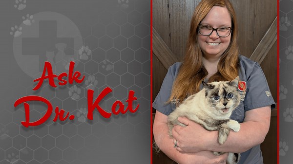 Ask Dr. Kat: What to know about pet insurance