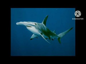Hammerhead shark Sound Effects