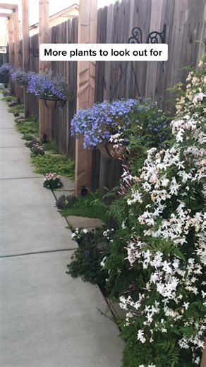 Discover Stunning Plants for Your Garden in Zone 9