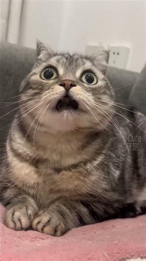 These Funny Animal Moments Will Shock You! 😂