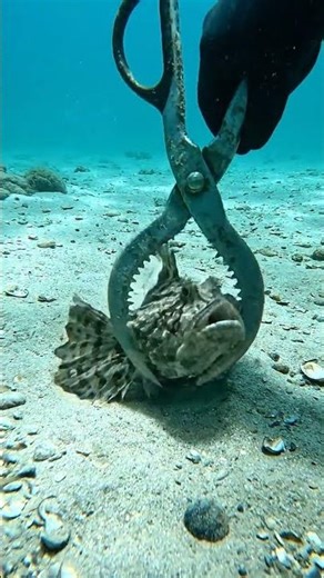 #aquaticlife #fishkeepinghobby #fishcatching #naturelovers #exoticaquariumfish #fishing