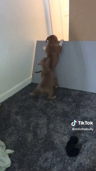 Let me at him! *scrappy doo voice* #scoobydoo #scrappydoo #milothebully #doggo #puppies #crying #fyp