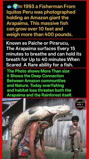 Arapaima: The River Titan Fighting for Survival