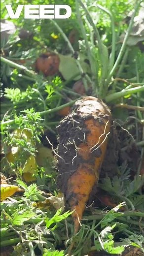 Winterize Your Garden Now