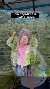 1.3K views | Janggut airplant paling senang jaga Jaga cahaya dan air sahaja‼ Jangan bagi kering | Bromeliad Murah by D Lola Garden | Facebook