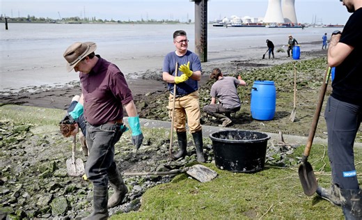 Met laarzen in de slikplaten aan de Schelde: vrijwilligers proberen het Galgenschoor van de olie te redden