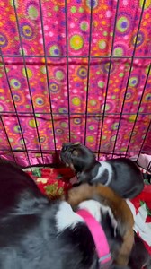 SERIOUSLY FOLKS, WE ARE A RESCUE. Read about what we do. NOTE FOR THOSE CONCERNED. At three weeks old, beagle puppies begin to "aroo"—a signature baying or howling sound—as part of their instinctual development. This behavior is normal and rooted in their nature as pack-hunting hounds. Here is why 3-week-old beagle puppies make this noise: Emerging Senses and Mobility: At 3 weeks, puppies are experiencing significant changes, such as opening their eyes, hearing, and beginning to walk. As they be