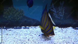 Blue ring angelfish of the family Pomacanthidae