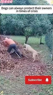 Unbelievable! Dogs always Protect Their Owners – Emotional Rescues Caught on Camera