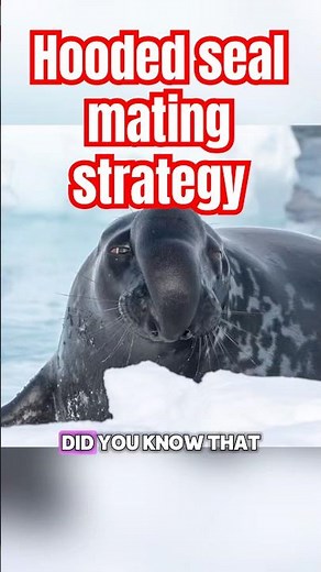 Hooded seal mating strategy