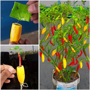 How to grow chilli tree from a chilli and a brinjal || easy propagation way | Dian Creative