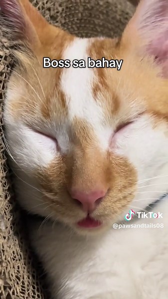 Nuon vs. Ngayon 😅#cat #kitten #catoftiktok #cutecat #catlover | cat