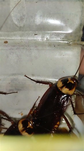 Cockroach Sound 🪳🪳🪳#youtubeshorts #cockroach #shortsvideo #shorts
