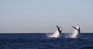 Did we mention we had some double breaches today ?! 😁 | Whale Watching Sydney